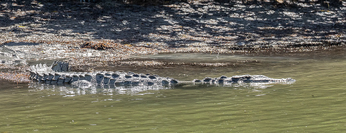 Florida Bay: Friend Key - Spitzkrokodil (American crocodile, Crocodylus acutus) Everglades National Park