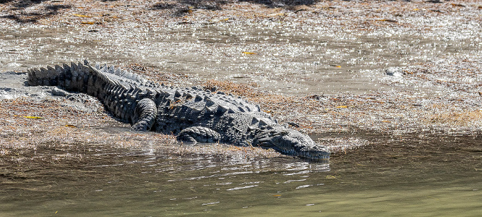 Florida Bay: Friend Key - Spitzkrokodil (American crocodile, Crocodylus acutus) Everglades National Park