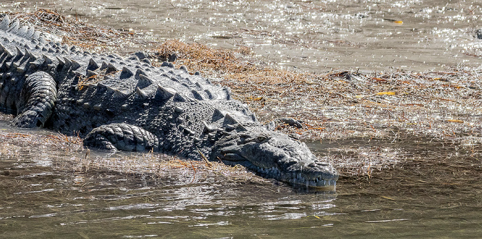 Florida Bay: Friend Key - Spitzkrokodil (American crocodile, Crocodylus acutus) Everglades National Park