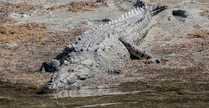 Florida Bay: Friend Key - Spitzkrokodil (American crocodile, Crocodylus acutus) Everglades National Park