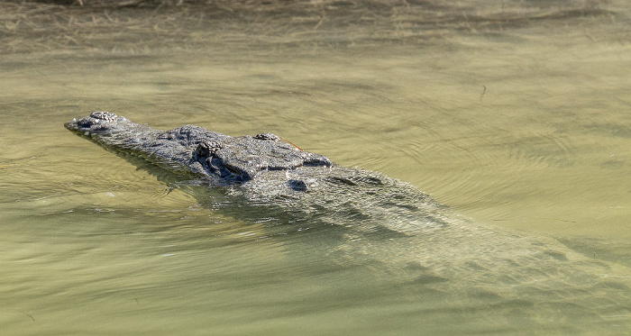 Florida Bay: Friend Key - Spitzkrokodil (American crocodile, Crocodylus acutus) Everglades National Park
