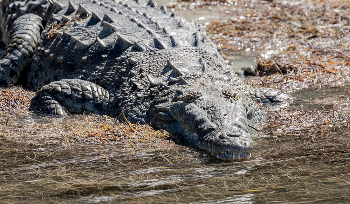 Florida Bay: Friend Key - Spitzkrokodil (American crocodile, Crocodylus acutus) Everglades National Park
