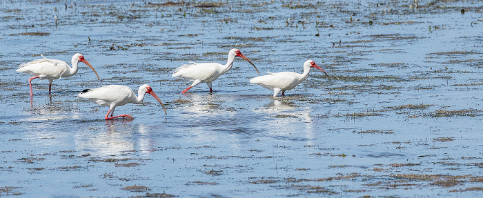 Florida Bay: Schneesichler (American white ibis, Eudocimus albus) Everglades National Park