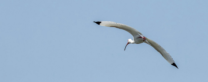 Florida Bay: Schneesichler (American white ibis, Eudocimus albus) Everglades National Park