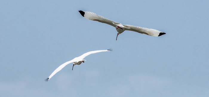 Florida Bay: Schneesichler (American white ibis, Eudocimus albus) Everglades National Park
