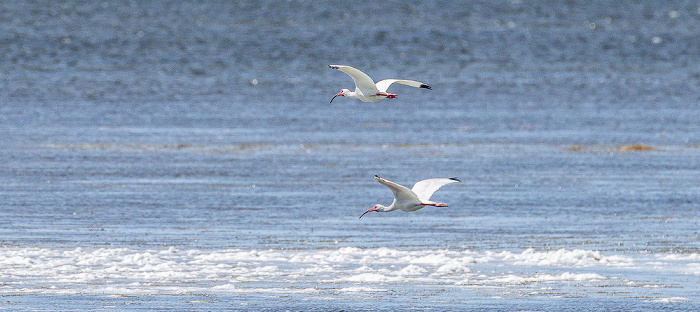 Florida Bay: Schneesichler (American white ibis, Eudocimus albus) Everglades National Park