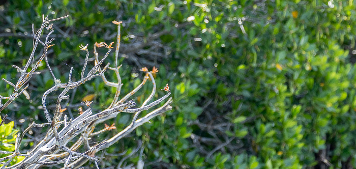 Florida Bay: Friend Key Everglades National Park