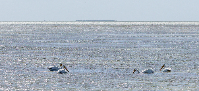 Florida Bay: Nashornpelikane (American white pelican, Pelecanus erythrorhynchos) Everglades National Park