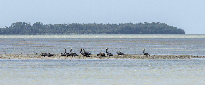 Florida Bay: Braunpelikane (Pelecanus occidentalis) Everglades National Park