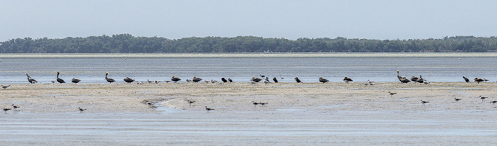 Florida Bay: Braunpelikane (Pelecanus occidentalis) Everglades National Park