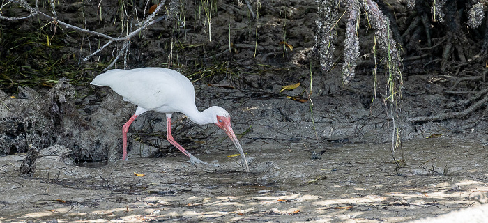 Florida Bay: Schneesichler (American white ibis, Eudocimus albus) Everglades National Park