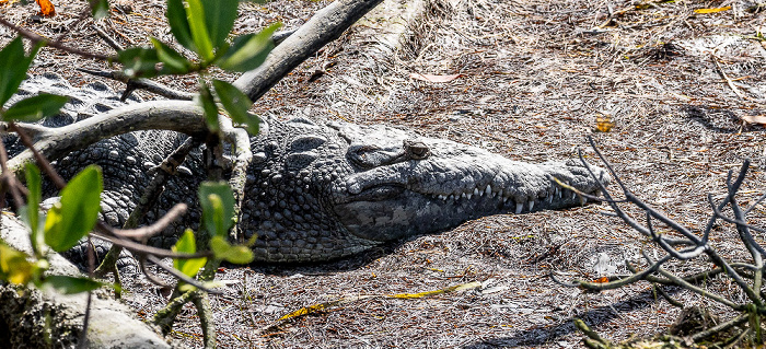 Florida Bay: Spitzkrokodil (American crocodile, Crocodylus acutus) Everglades National Park
