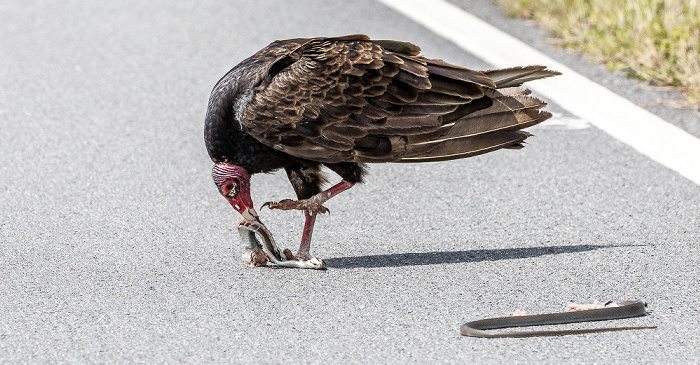 Florida Highway 9336 (Main Park Road): Truthahngeier (Turkey vulture, Cathartes aura) Everglades National Park