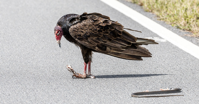 Florida Highway 9336 (Main Park Road): Truthahngeier (Turkey vulture, Cathartes aura) Everglades National Park