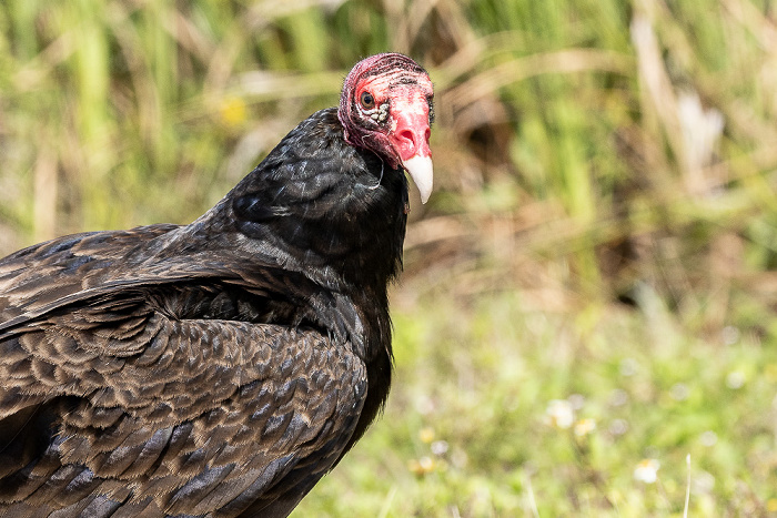 Florida Highway 9336 (Main Park Road): Truthahngeier (Turkey vulture, Cathartes aura) Everglades National Park