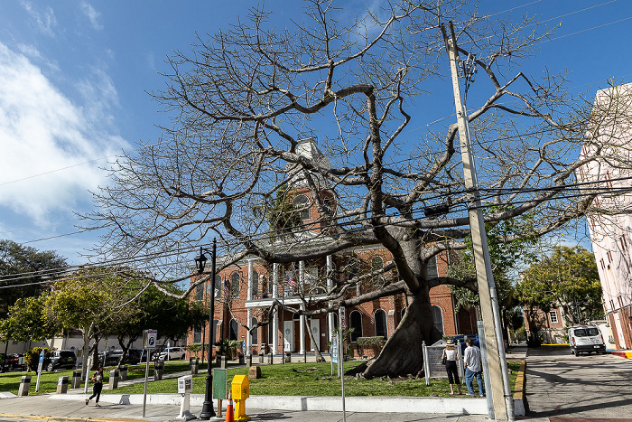 Whitehead Street: The Kapok Tree, Monroe County Courthouse Key West
