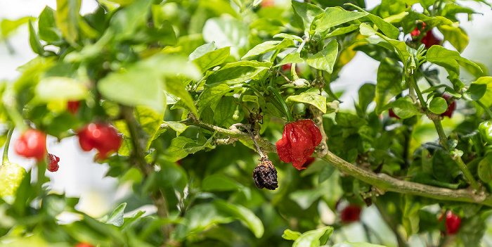 McIlhenny Company: Produktionsort der Tabascosauce Avery Island