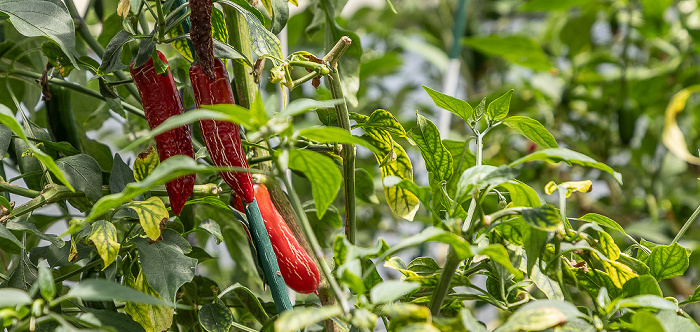 McIlhenny Company: Produktionsort der Tabascosauce Avery Island