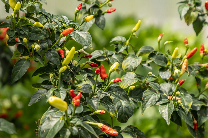 McIlhenny Company: Produktionsort der Tabascosauce Avery Island