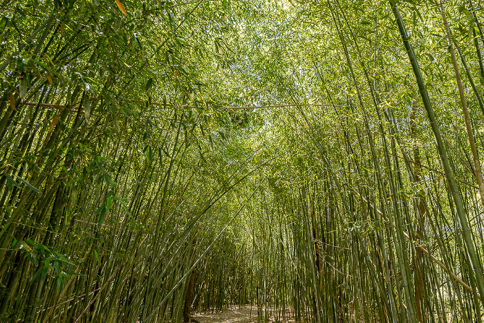 Bambushain Avery Island