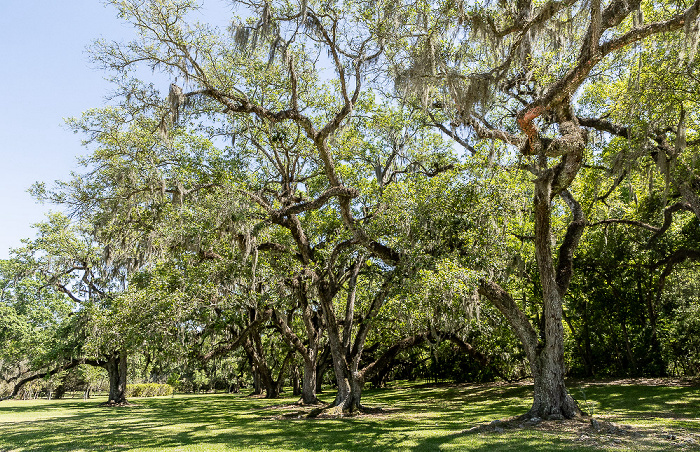 Jungle Gardens: Spanisches Moos (Louisianamoos, Tillandsia usneoides) auf Eichen Avery Island