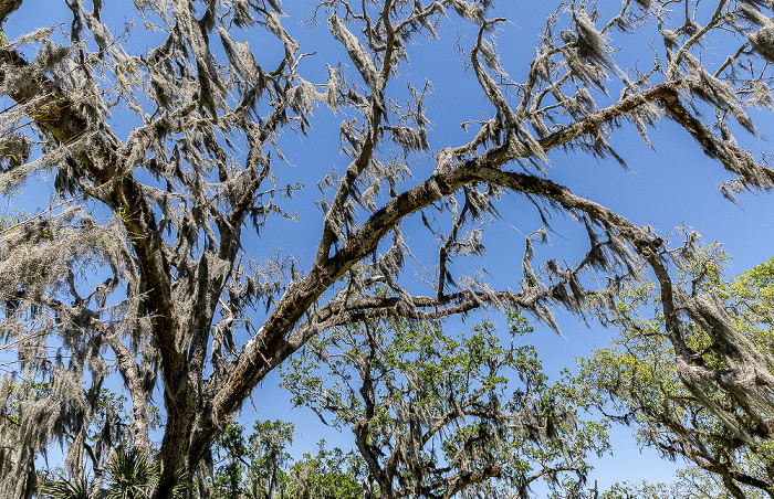 Jungle Gardens: Spanisches Moos (Louisianamoos, Tillandsia usneoides) auf Eichen Avery Island