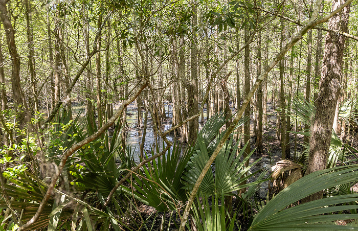 Jungle Gardens: Sumpf Avery Island