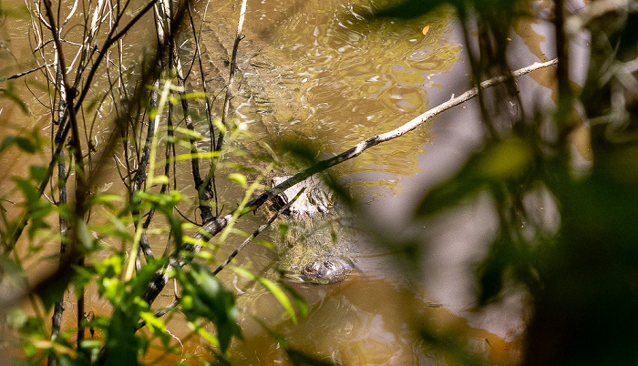 Jungle Gardens: Mississippi-Alligator (Alligator mississippiensis) Avery Island