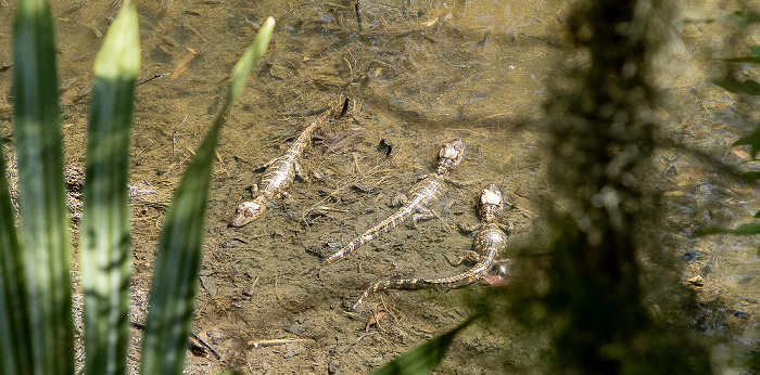 Jungle Gardens: Mississippi-Alligatoren (Alligator mississippiensis) Avery Island