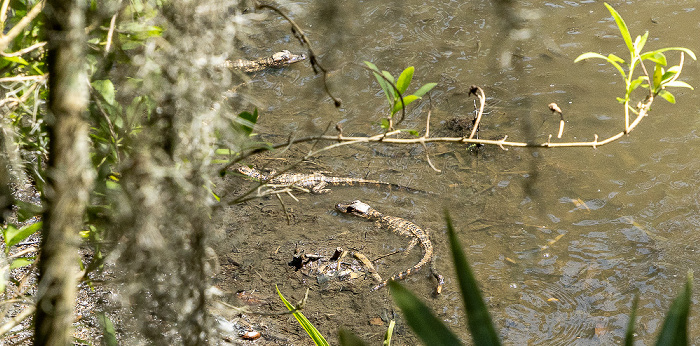 Jungle Gardens: Mississippi-Alligatoren (Alligator mississippiensis) Avery Island