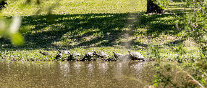 Jungle Gardens: Gelbbauch-Schmuckschildkröten (Gelbwangen-Schmuckschildkröten, Trachemys scripta scripta) Avery Island