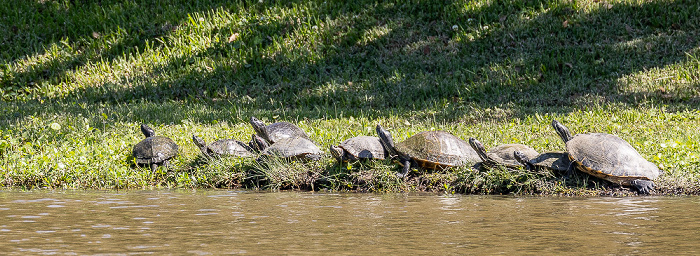 Jungle Gardens: Gelbbauch-Schmuckschildkröten (Gelbwangen-Schmuckschildkröten, Trachemys scripta scripta) Avery Island