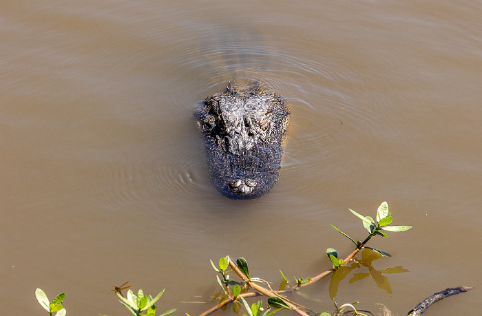 Jungle Gardens: Mississippi-Alligator (Alligator mississippiensis) Avery Island