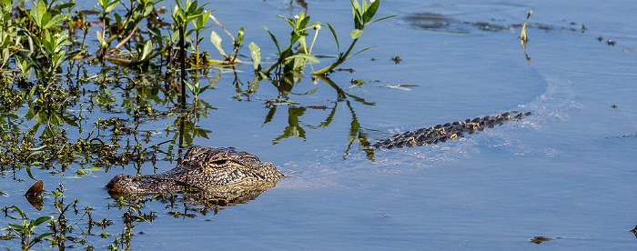 Jungle Gardens: Mississippi-Alligator (Alligator mississippiensis) Avery Island