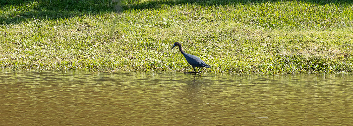 Jungle Gardens: Reiher Avery Island