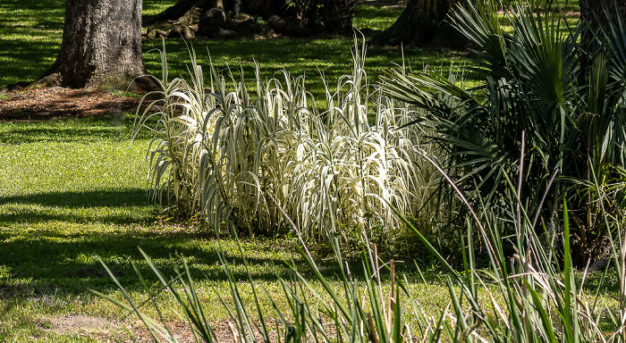Jungle Gardens Avery Island
