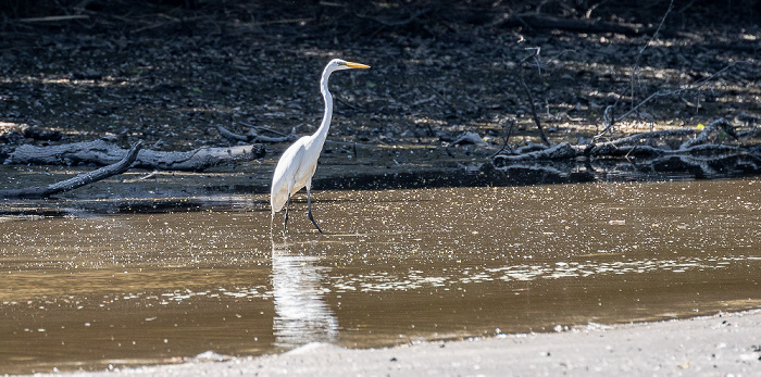 Jungle Gardens: Silberreiher (Ardea alba) Avery Island