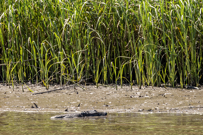 Jungle Gardens: Mississippi-Alligator (Alligator mississippiensis) Avery Island