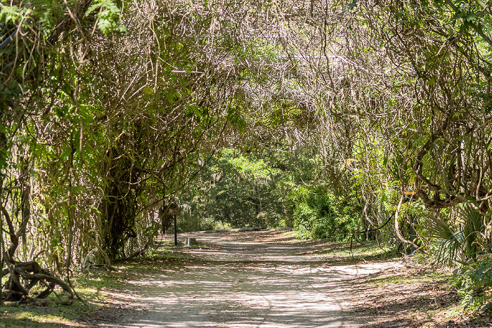 Jungle Gardens Avery Island