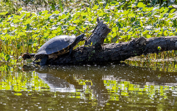 Jungle Gardens: Willow Pond - Gelbbauch-Schmuckschildkröte (Gelbwangen-Schmuckschildkröte, Trachemys scripta scripta) Avery Island