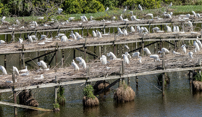 Jungle Gardens: Willow Pond mit Bird City - Schmuckreiher (Snowy egret, Egretta thula) Avery Island