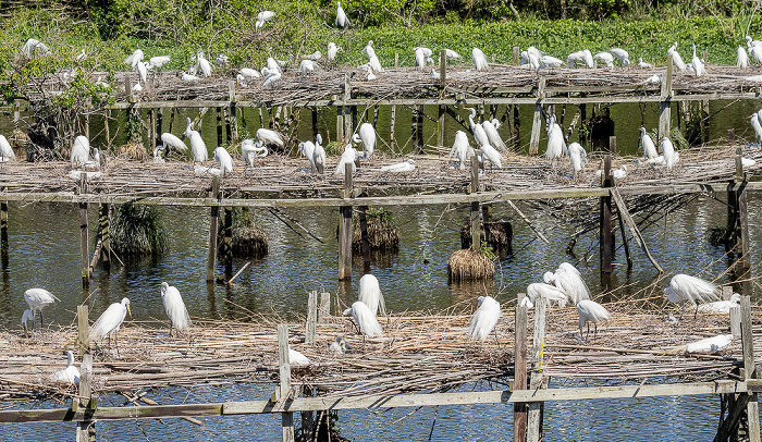 Jungle Gardens: Willow Pond mit Bird City - Schmuckreiher (Snowy egret, Egretta thula) Avery Island