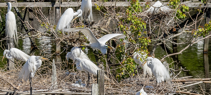Jungle Gardens: Willow Pond mit Bird City - Schmuckreiher (Snowy egret, Egretta thula) Avery Island