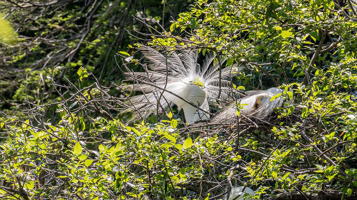 Jungle Gardens: Willow Pond mit Bird City - Schmuckreiher (Snowy egret, Egretta thula) Avery Island
