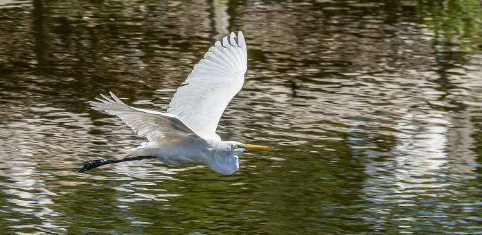 Jungle Gardens: Willow Pond - Silberreiher (Ardea alba) Avery Island