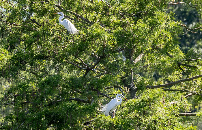 Jungle Gardens: Silberreiher (Ardea alba) Avery Island