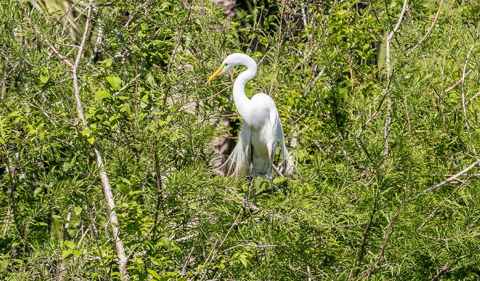 Jungle Gardens: Silberreiher (Ardea alba) Avery Island