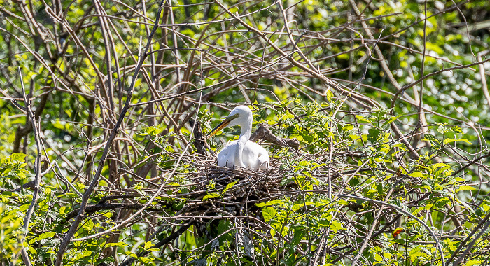 Jungle Gardens: Silberreiher (Ardea alba) Avery Island