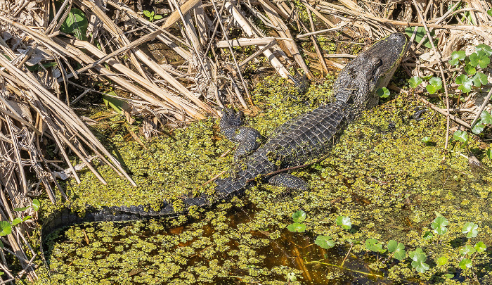 Jungle Gardens: Willow Pond - Mississippi-Alligator (Alligator mississippiensis) Avery Island