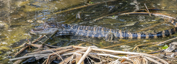 Jungle Gardens: Willow Pond - Mississippi-Alligator (Alligator mississippiensis) Avery Island